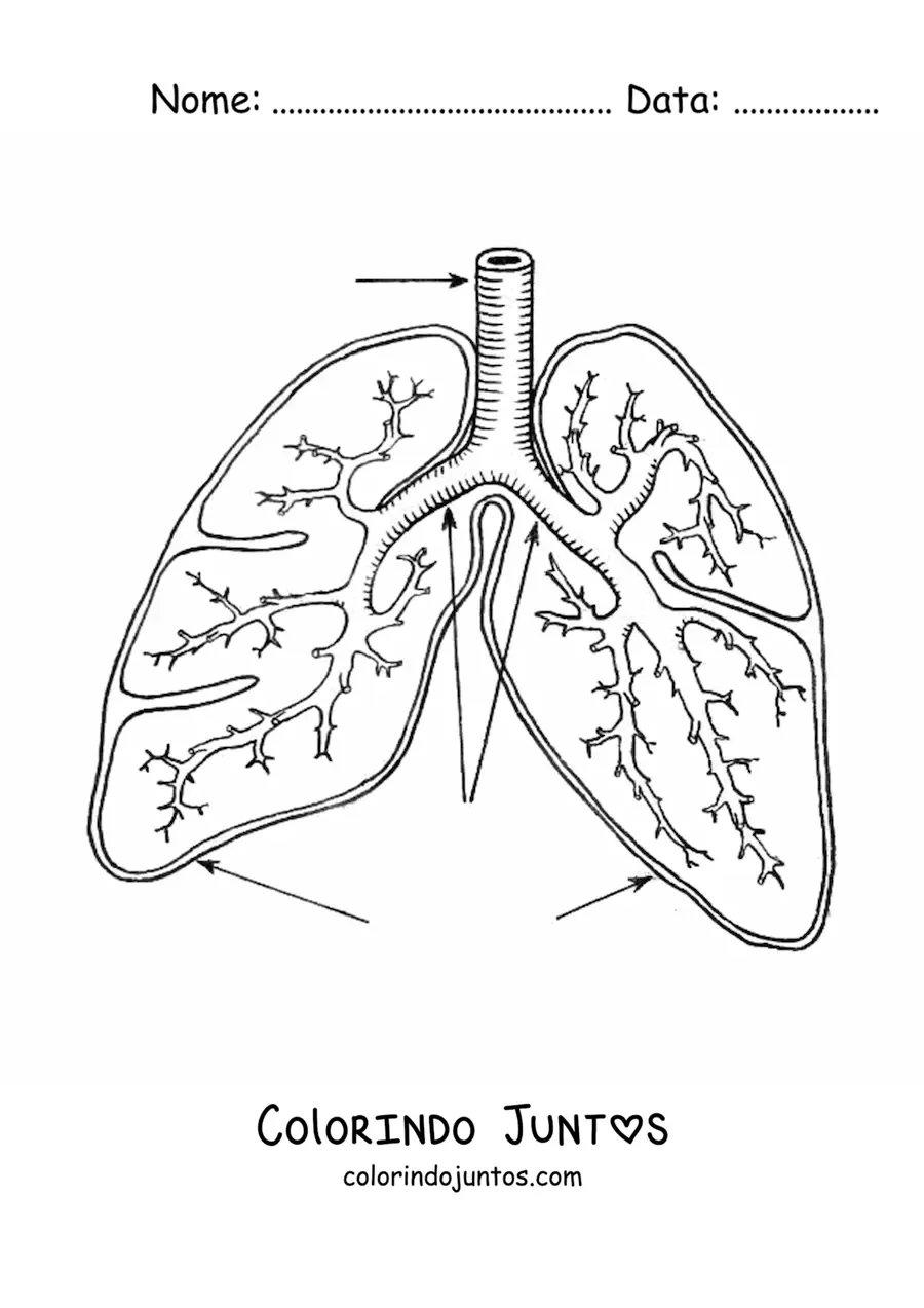 Desenho para colorir de pulmoes e bronquios com setas que apontam suas partes