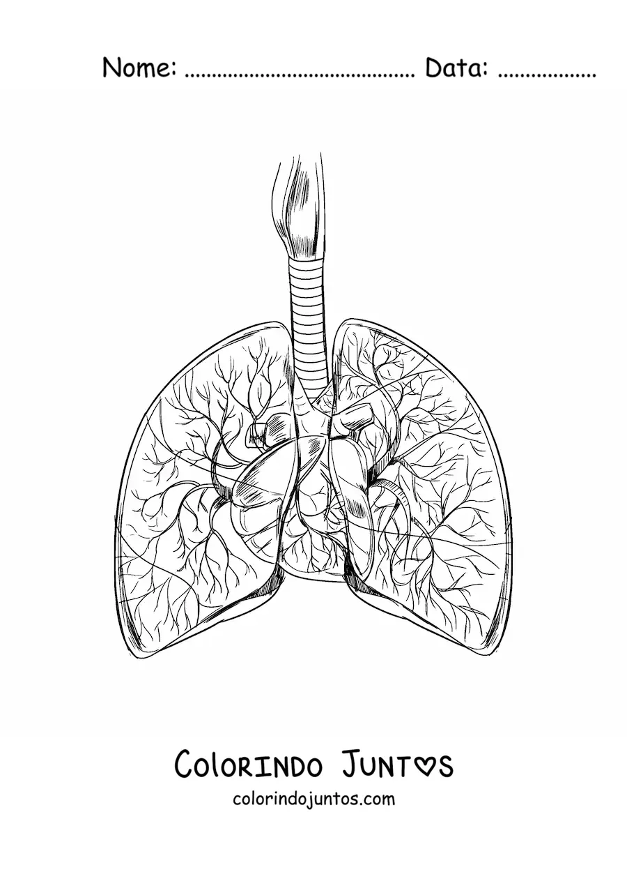 Desenho para colorir de pulmoes e coracao realistas