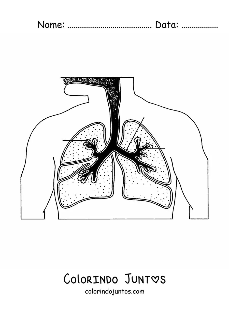 Desenho para colorir do sistema respiratorio com setas que apontam suas partes
