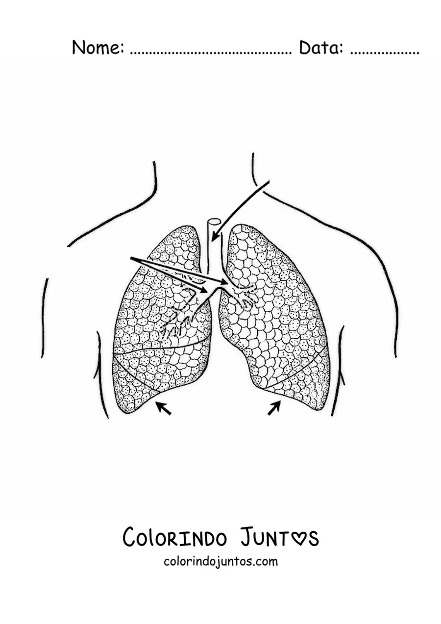 Desenho para colorir de pulmoes com setas que apontam suas partes