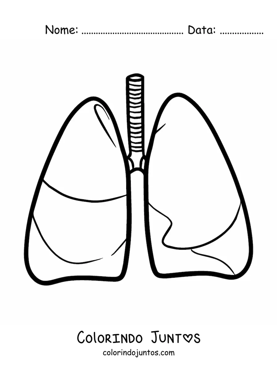 Desenho para colorir de um par de pulmoes humanos simples