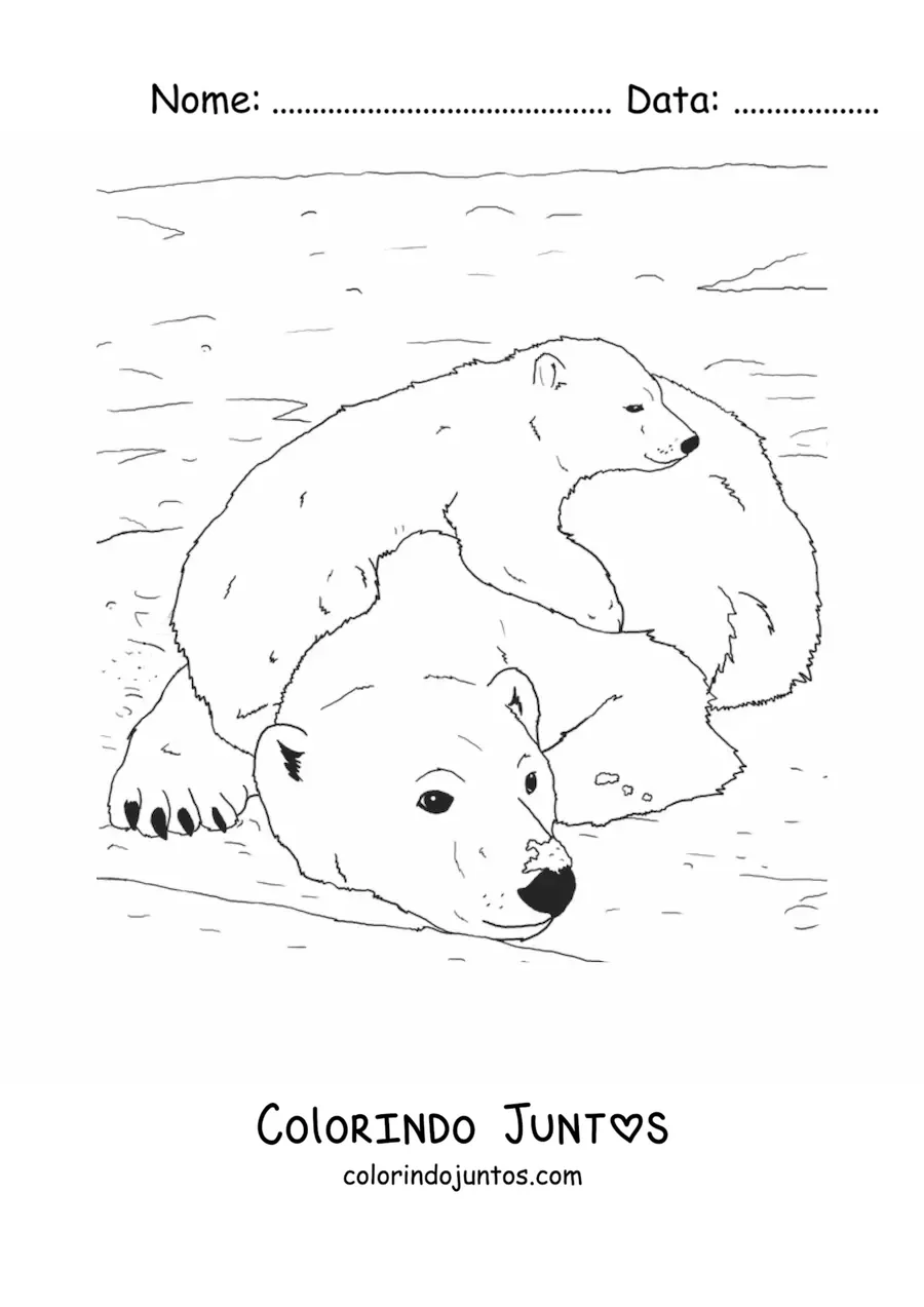 Desenho para colorir de uns ursos-polares realistas
