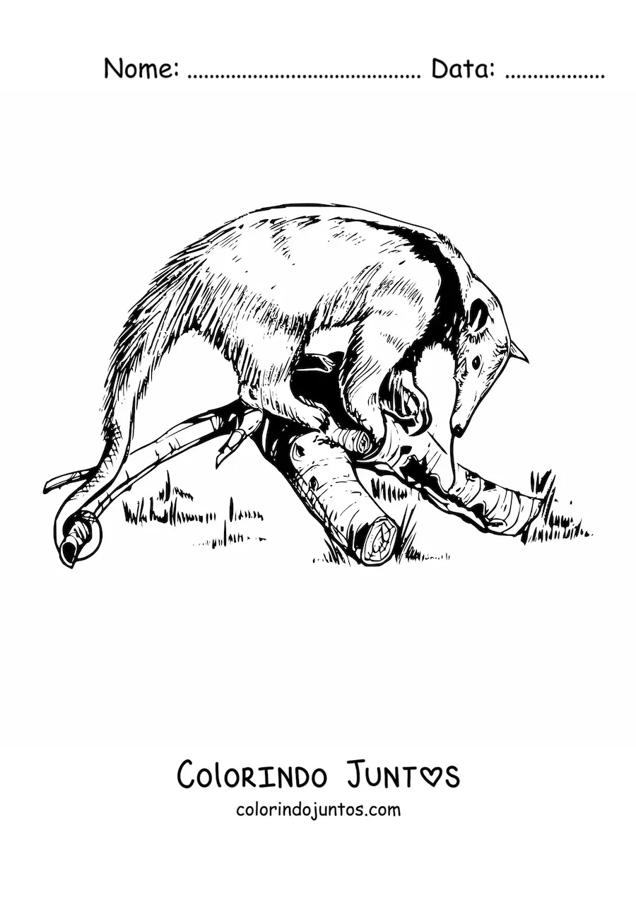 Desenho para colorir de um tamandua realista