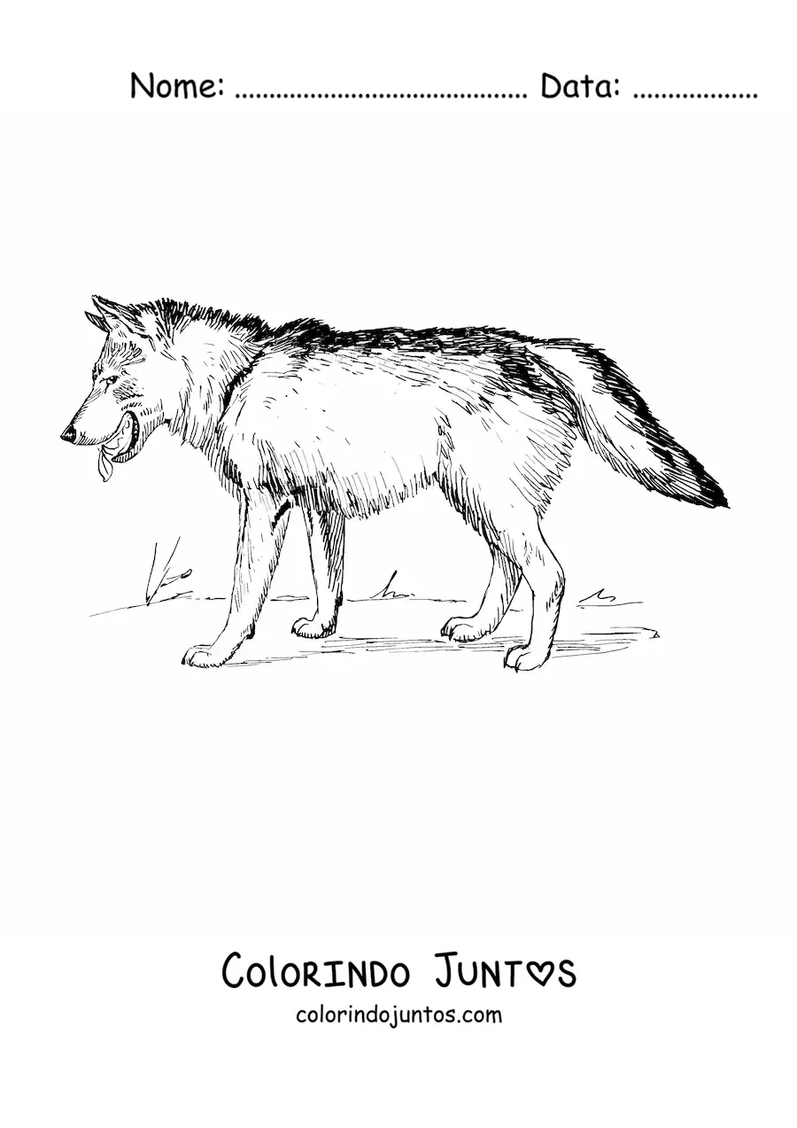 Desenho para colorir de um lobo realista caminhando para a esquerda