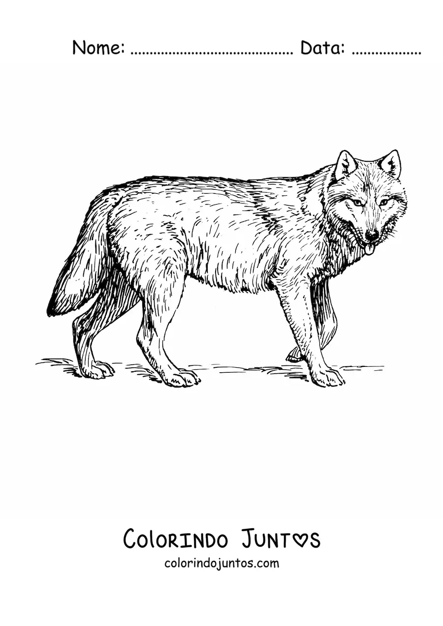 Desenho para colorir de um lobo realista caminhando para a direita