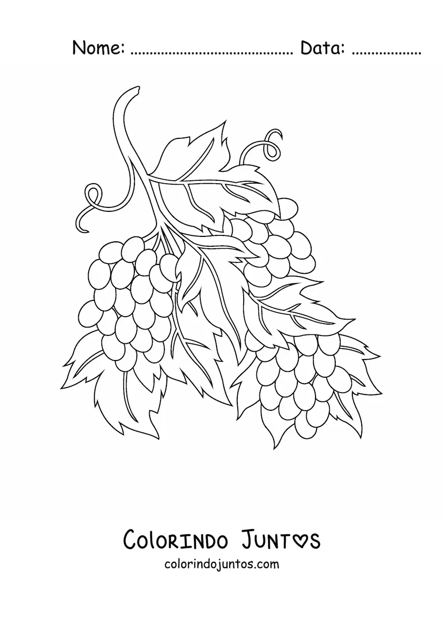 Desenho para colorir de tres cachos de uvas na videira