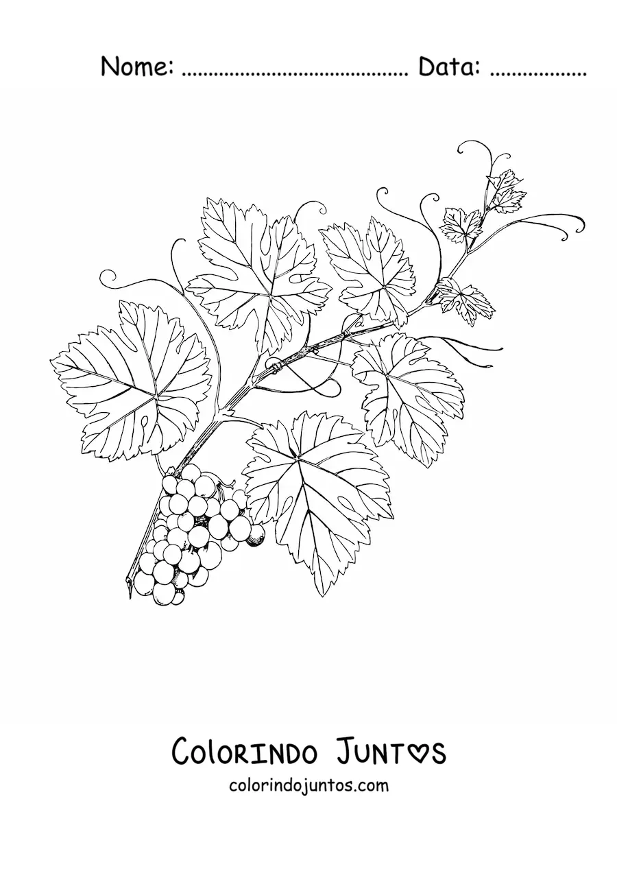 Desenho para colorir de uma videira frondosa