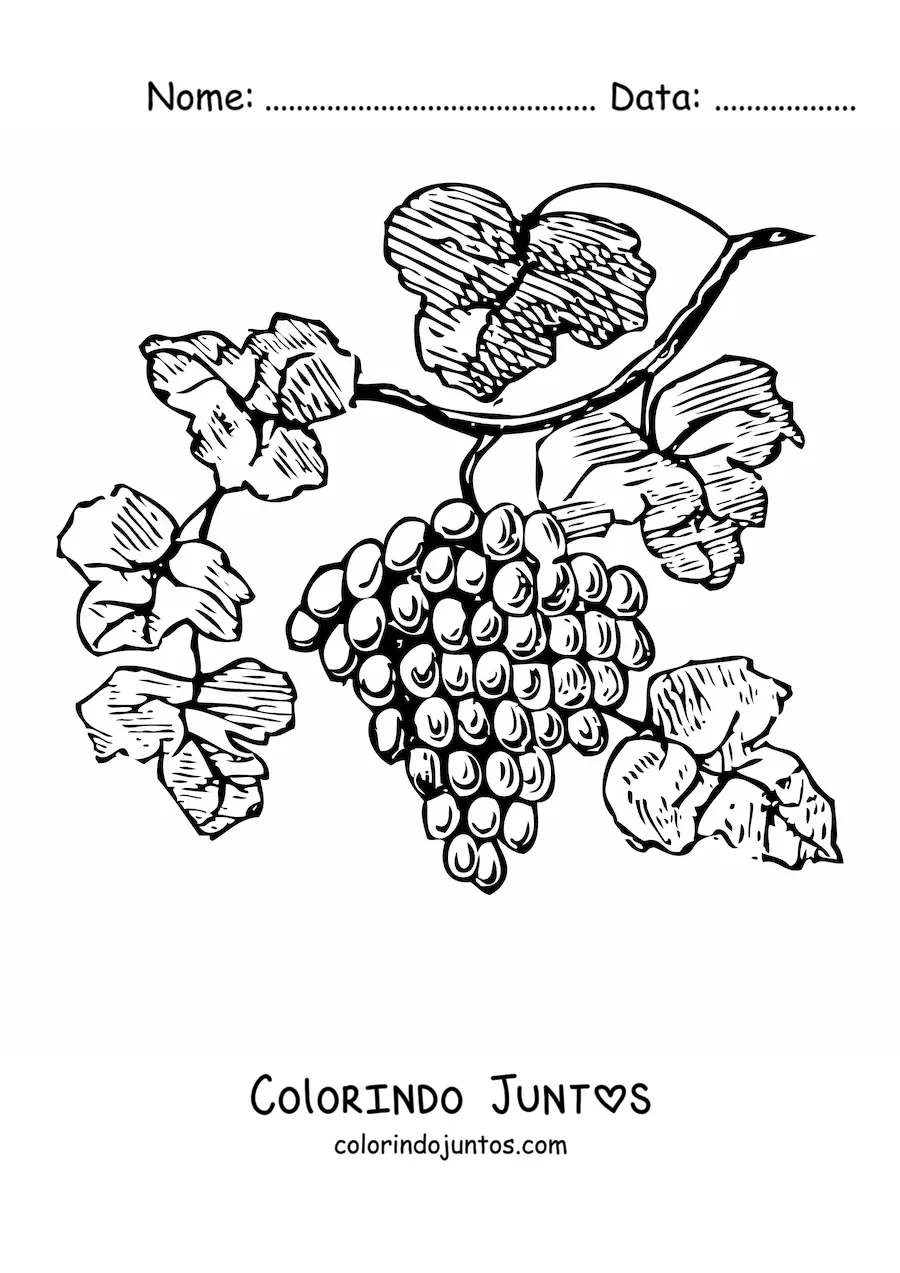 Desenho para colorir de umas uvas em uma videira com folhas