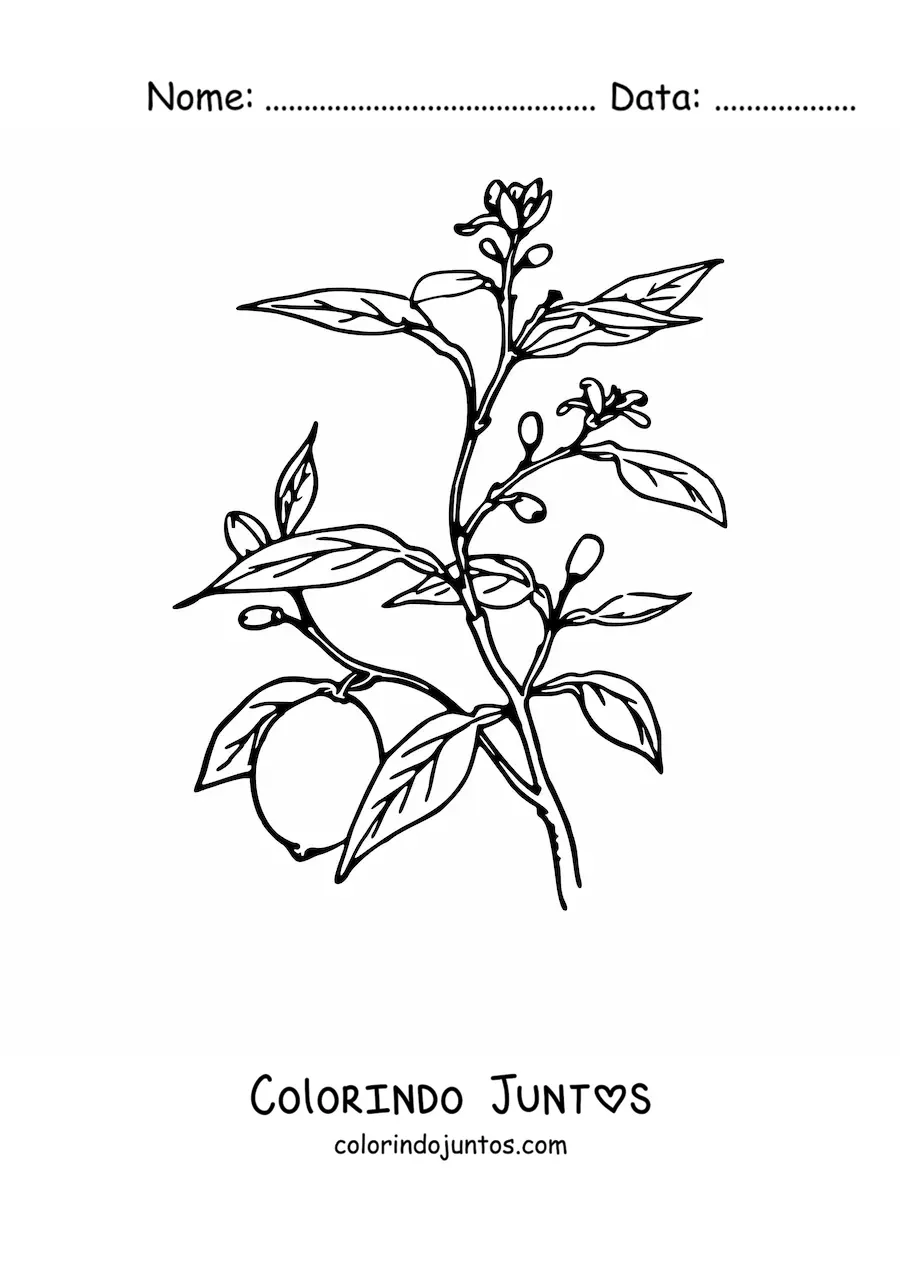 Desenho para colorir de um galho de uma árvore limoeiro