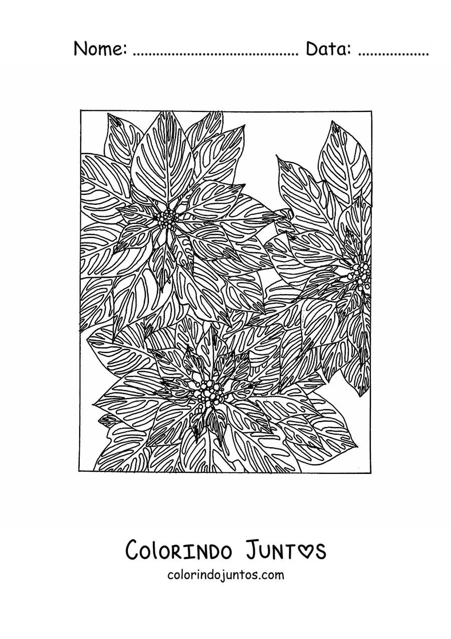 Desenho para colorir de flores de Natal