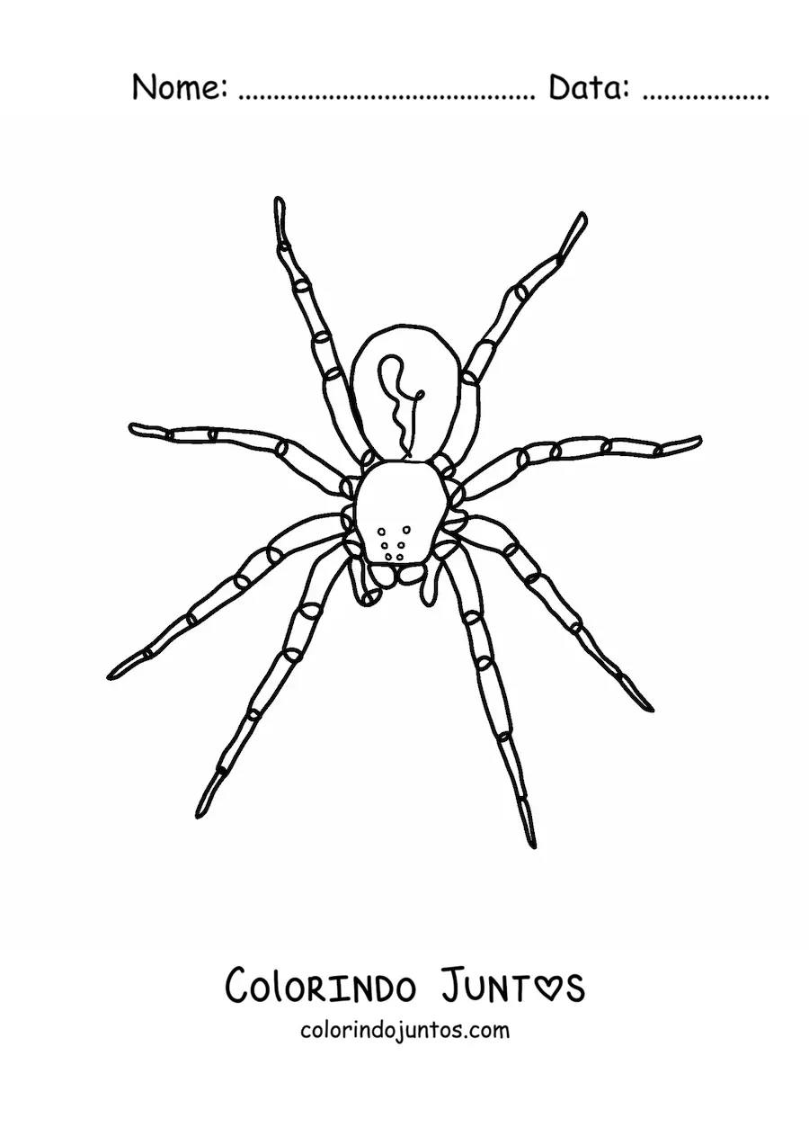 Desenho para colorir de aranha de Halloween fácil