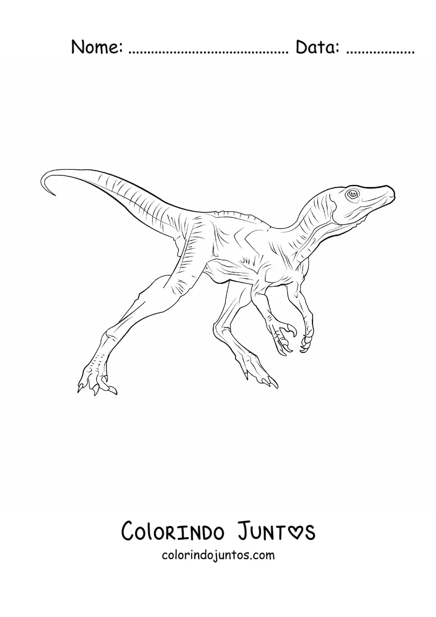 Desenho para colorir de dinossauro carnívoro pequeno