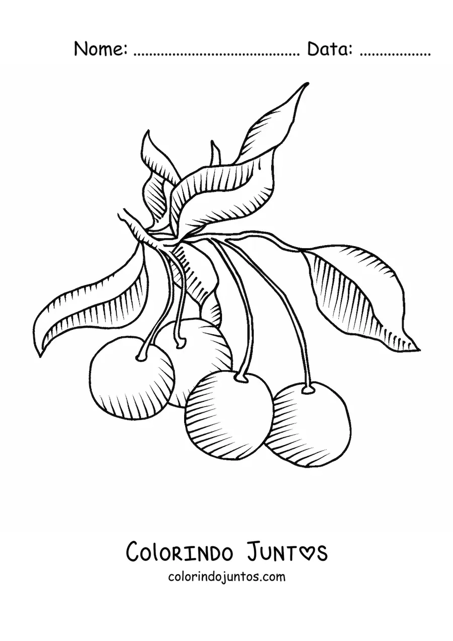Desenho para colorir de um galho de cerejeira com várias cerejas