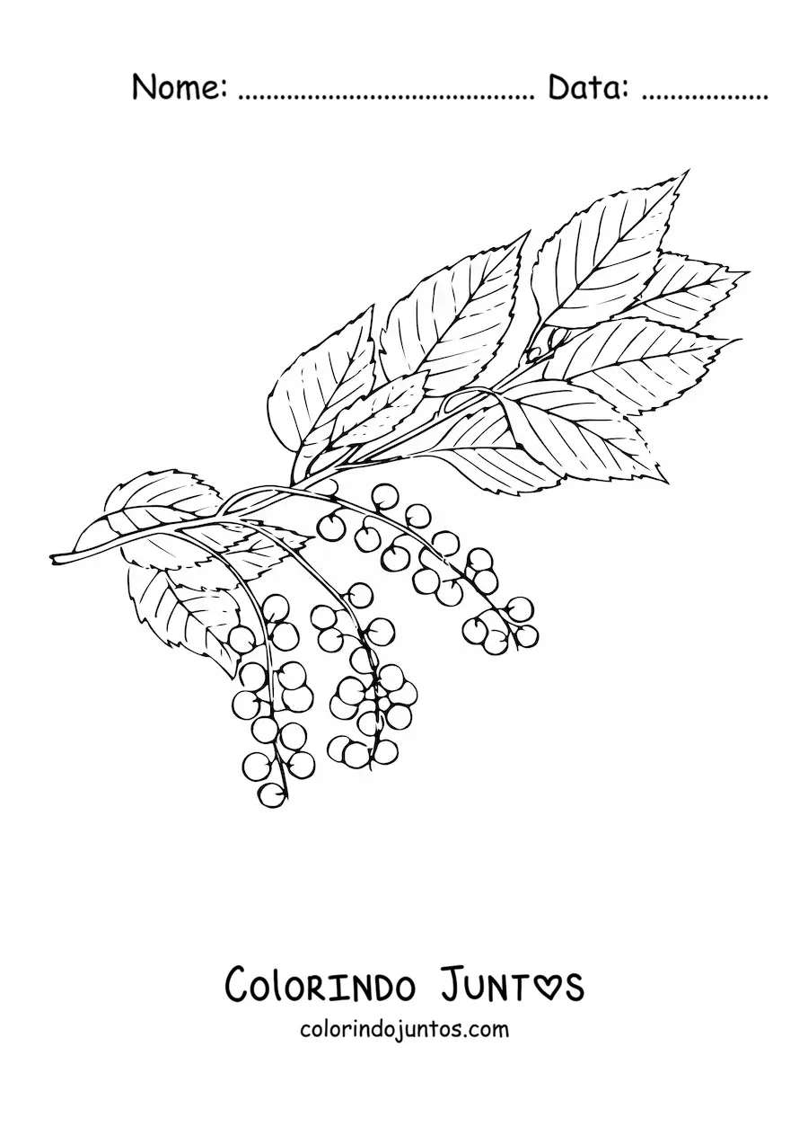 Desenho para colorir de um galho de cerejeira com folhas e pequenas cerejas