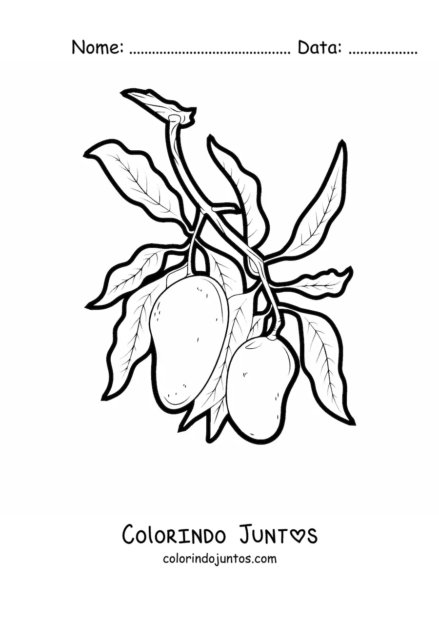 Desenho para colorir de um galho de mangueira com duas mangas penduradas