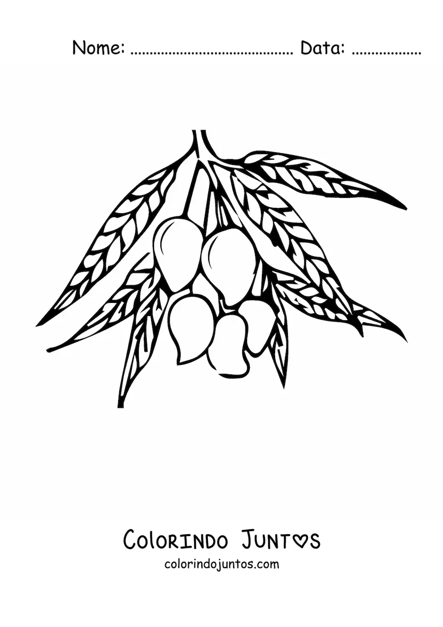 Desenho para colorir de um galho de mangueira com várias mangas penduradas