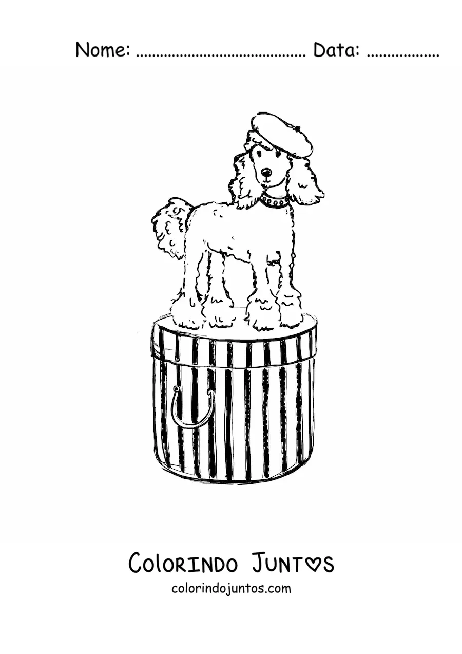 Desenho para colorir de cachorro poodle