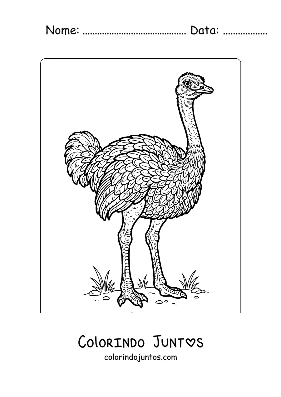 Desenho para colorir de uma avestruz realista cheia de penas