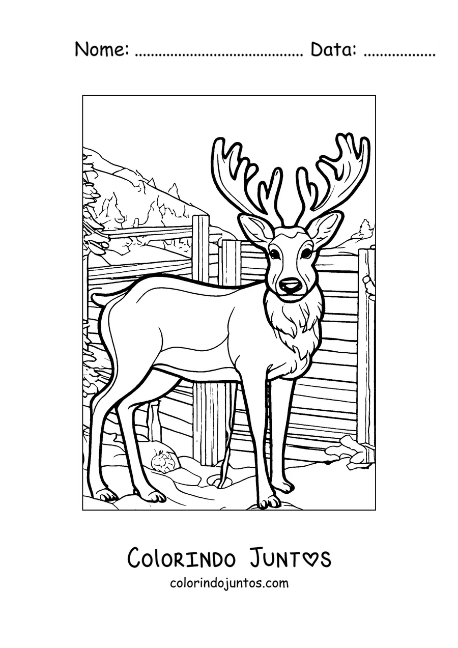 Desenho para colorir de um cervo de grandes chifres junto a uma cerca