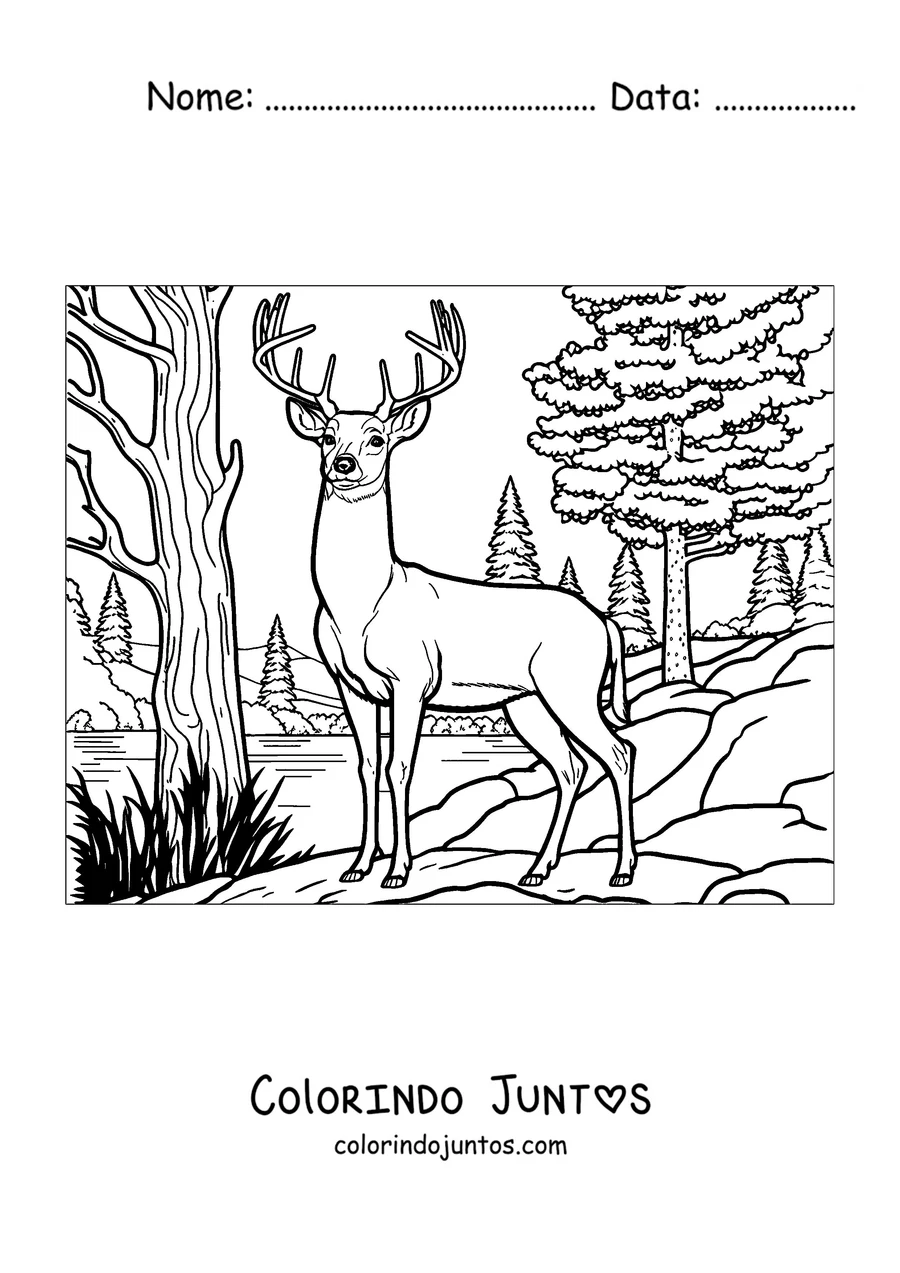 Desenho para colorir de um cervo adulto junto ao rio