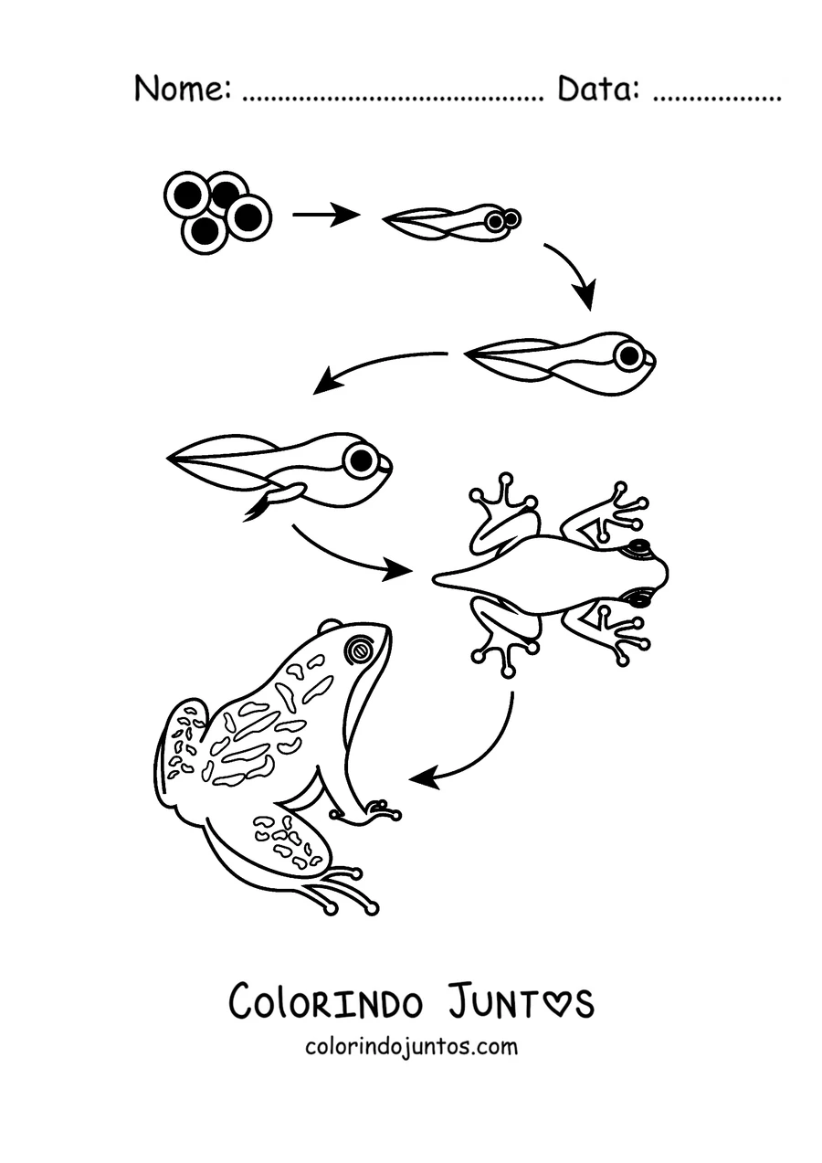 Desenho para colorir do ciclo de vida do sapo, do ovo ao sapo adulto