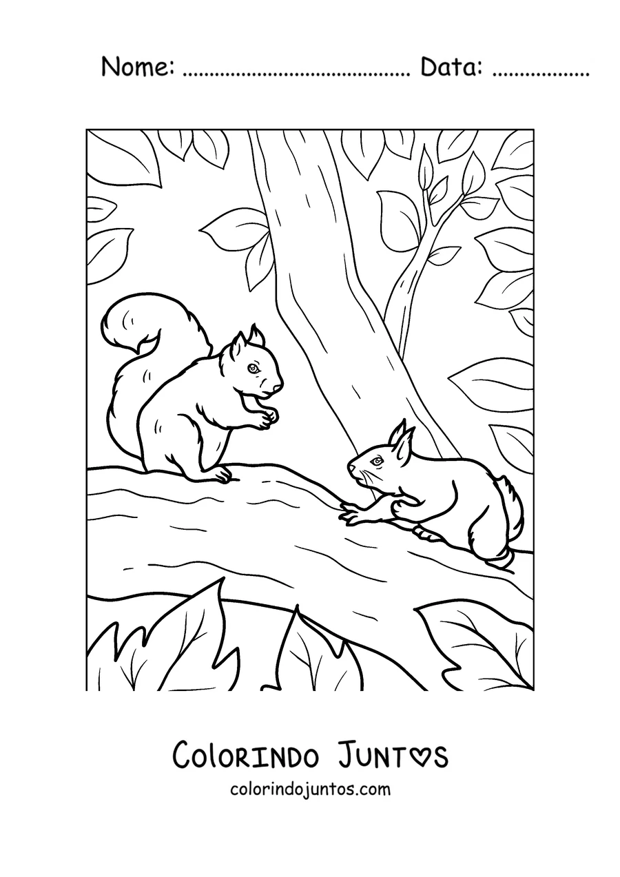 Desenho para colorir de dois esquilos brincando num galho
