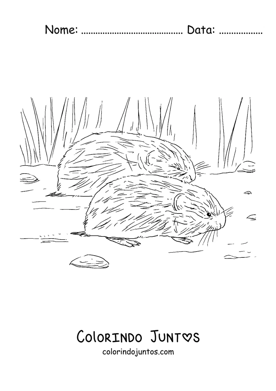 Desenho para colorir de dois lemingues entre a grama da tundra