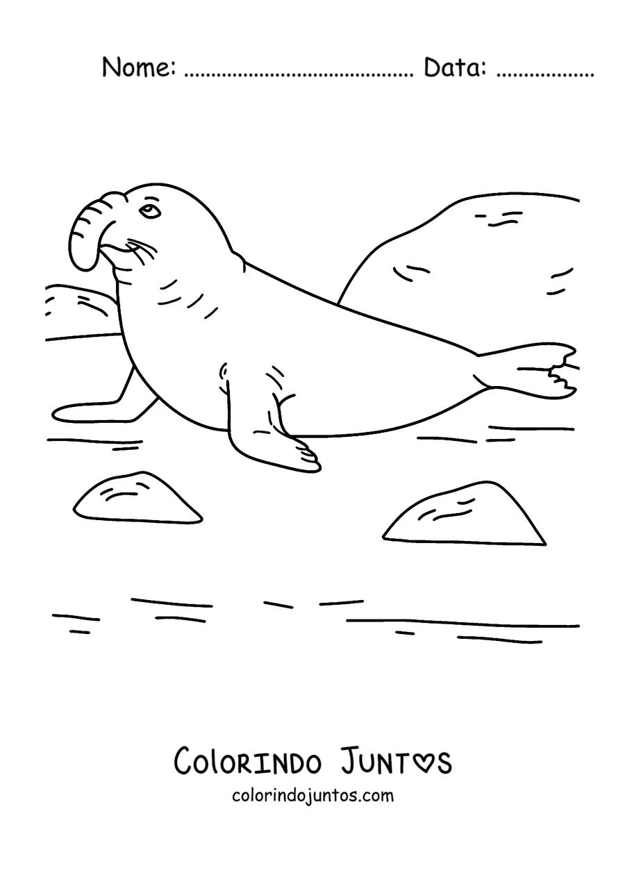 Desenho para colorir de um elefante-marinho na praia