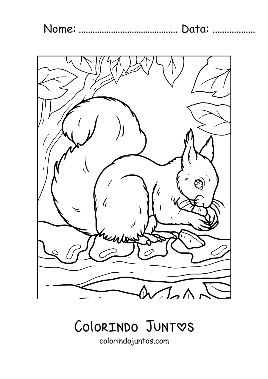 Desenho para colorir de um esquilo procurando nozes no chão