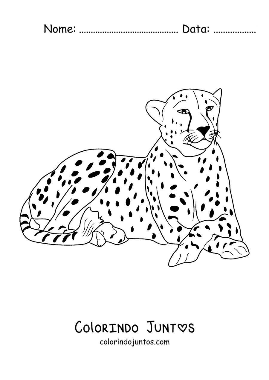 Desenho para colorir de um guepardo deitado descansando