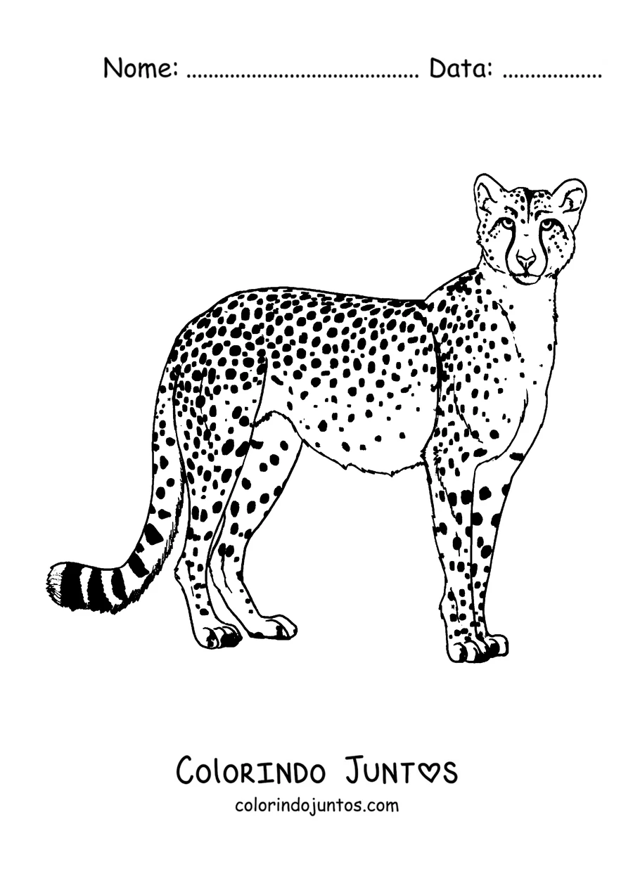 Desenho para colorir de um guepardo em pé mostrando as manchas