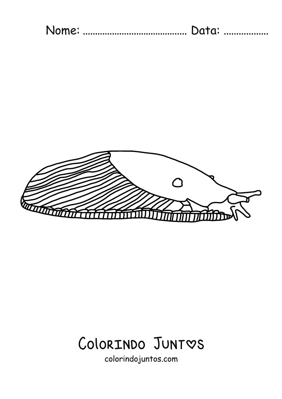 Desenho para colorir de uma lesma realista de perfil com o manto listrado