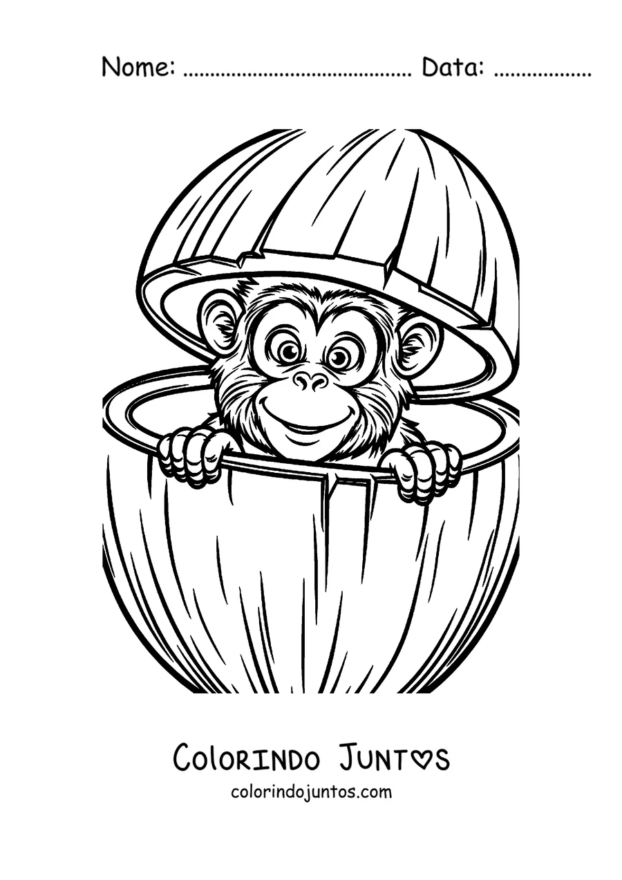 Desenho para colorir de um macaco espiando de dentro de um coco