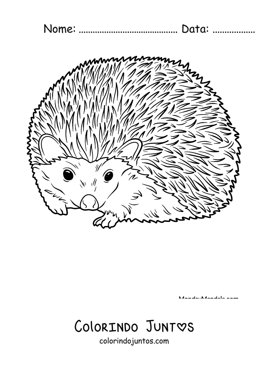 Desenho para colorir de um ouriço realista com os espinhos eriçados