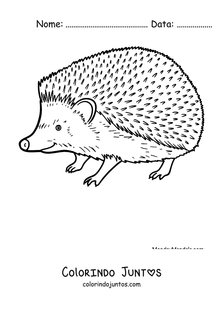 Desenho para colorir de um ouriço realista caminhando de perfil
