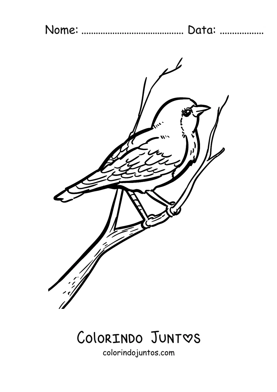 Desenho para colorir de um pisco-de-peito-ruivo de perfil em um galho
