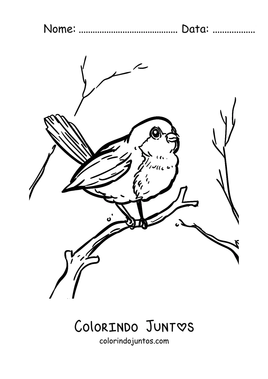 Desenho para colorir de um pisco-de-peito-ruivo entre galhos secos no inverno