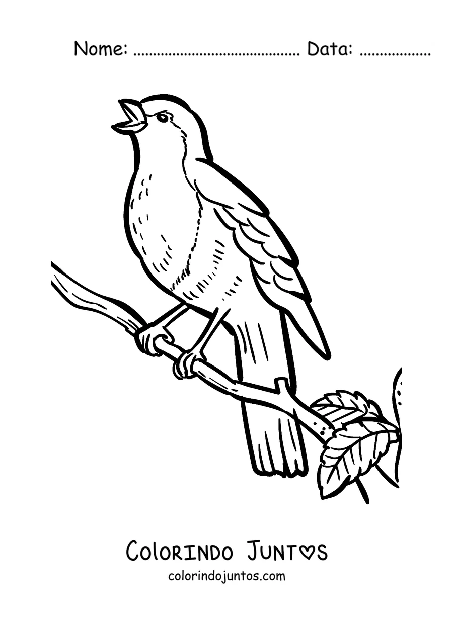 Desenho para colorir de um pisco-de-peito-ruivo em um galho com uma folha
