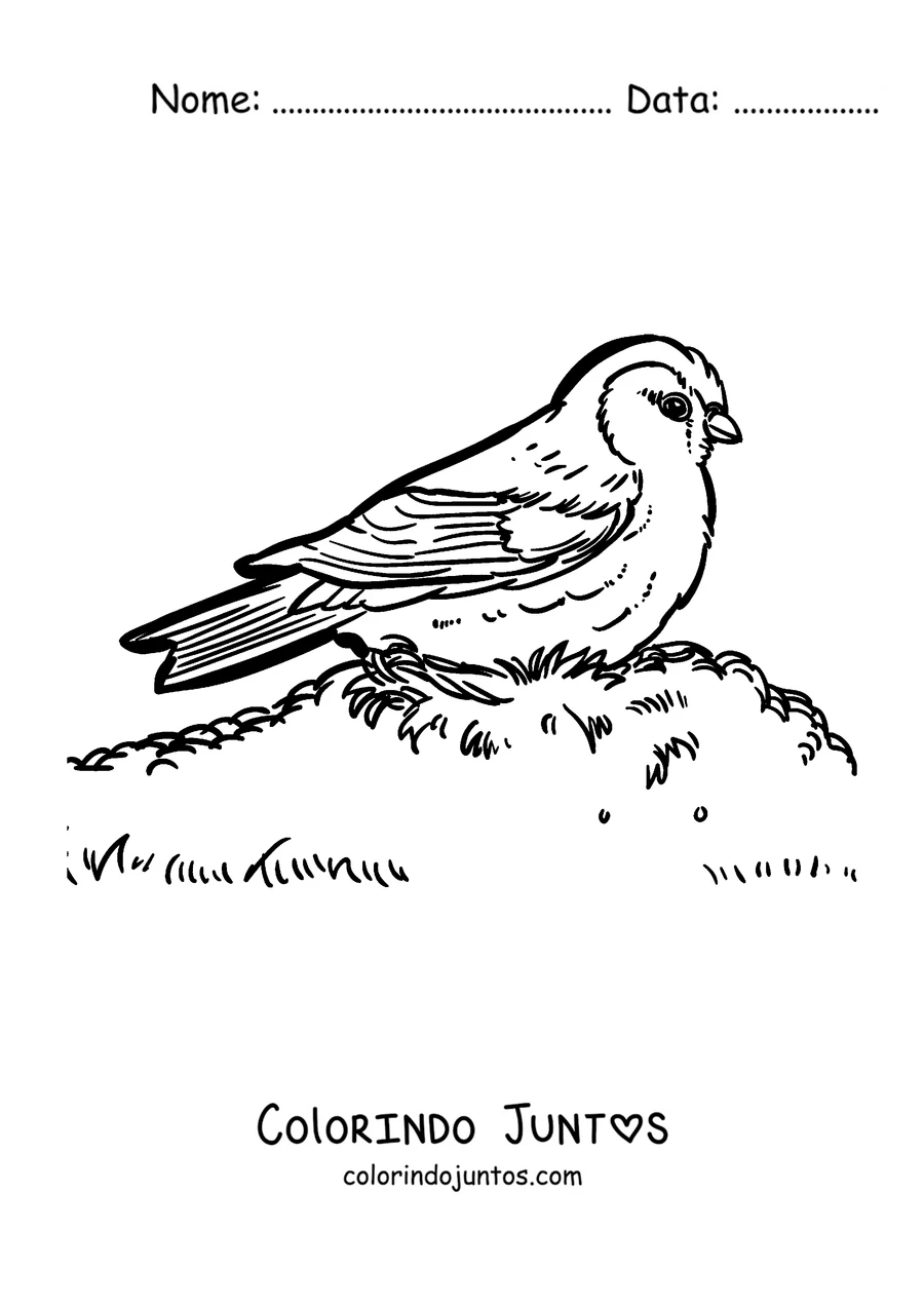 Desenho para colorir de um pisco-de-peito-ruivo na grama