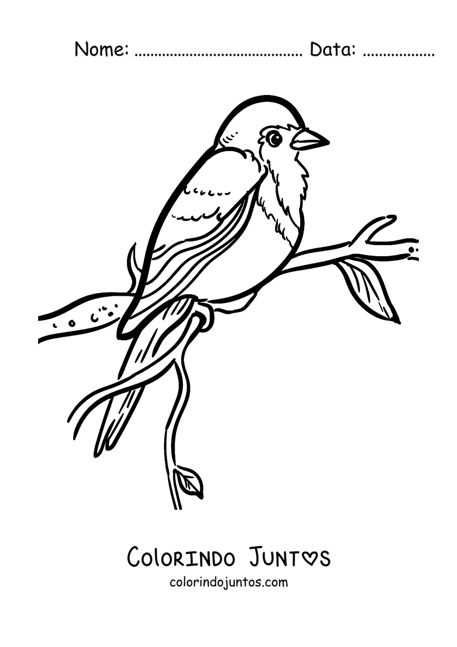 Desenho para colorir de um pisco-de-peito-ruivo pousado em um galho com folhas
