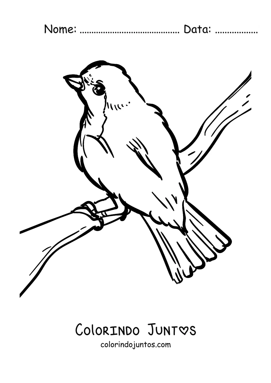 Desenho para colorir de um pisco-de-peito-ruivo pousado olhando para cima
