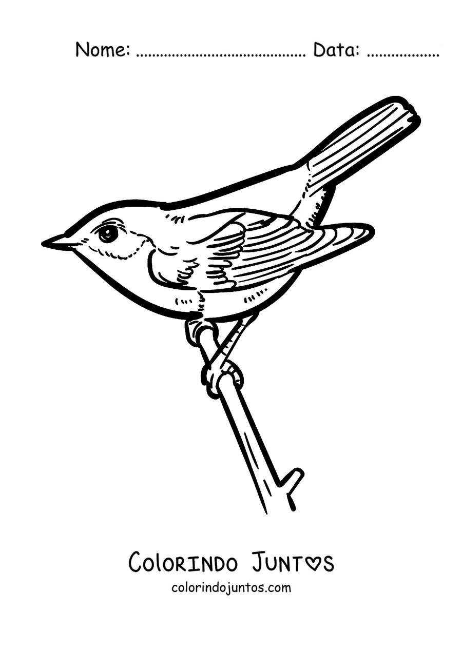 Desenho para colorir de um pisco-de-peito-ruivo na ponta de um graveto