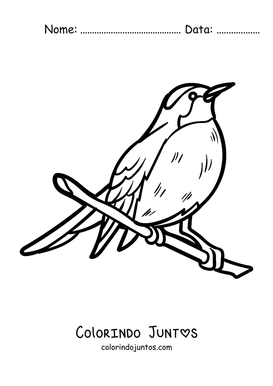 Desenho para colorir de um pisco-de-peito-ruivo pousado no galho