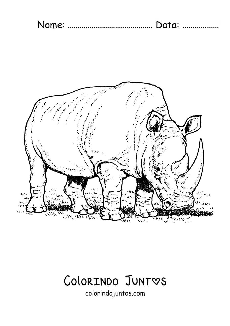 Desenho para colorir de um rinoceronte branco comendo capim