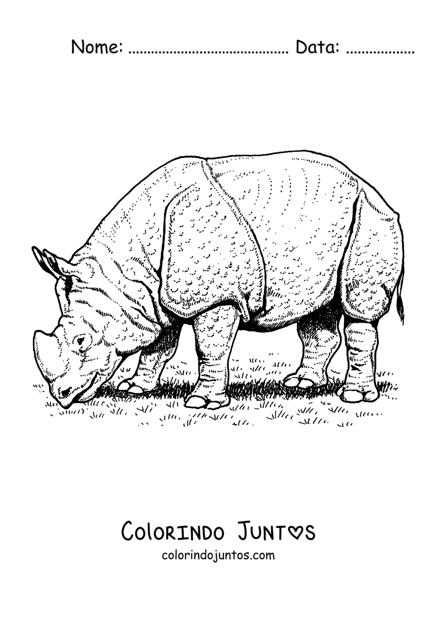 Desenho para colorir de um rinoceronte indiano com a pele em forma de placas