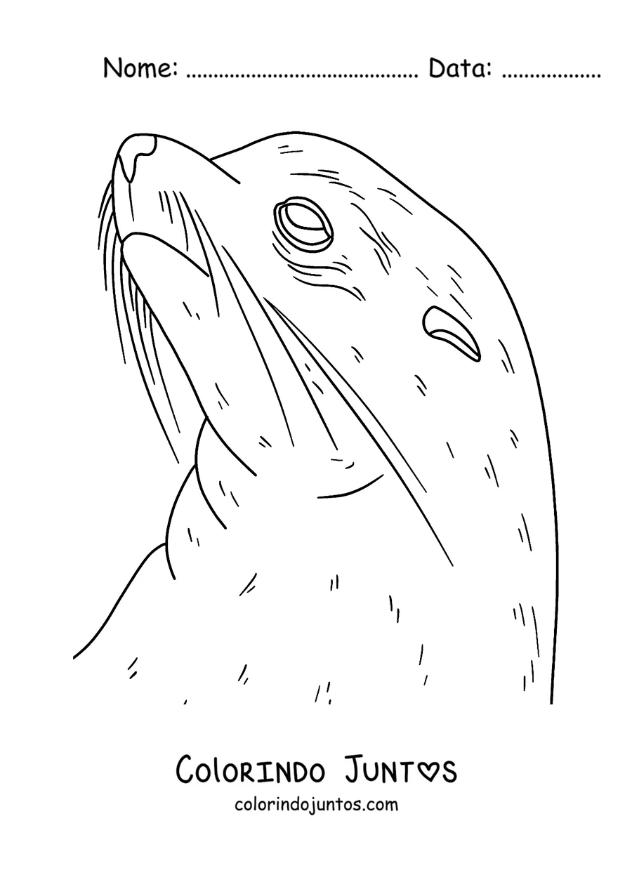 Desenho para colorir do rosto de uma foca com os bigodes