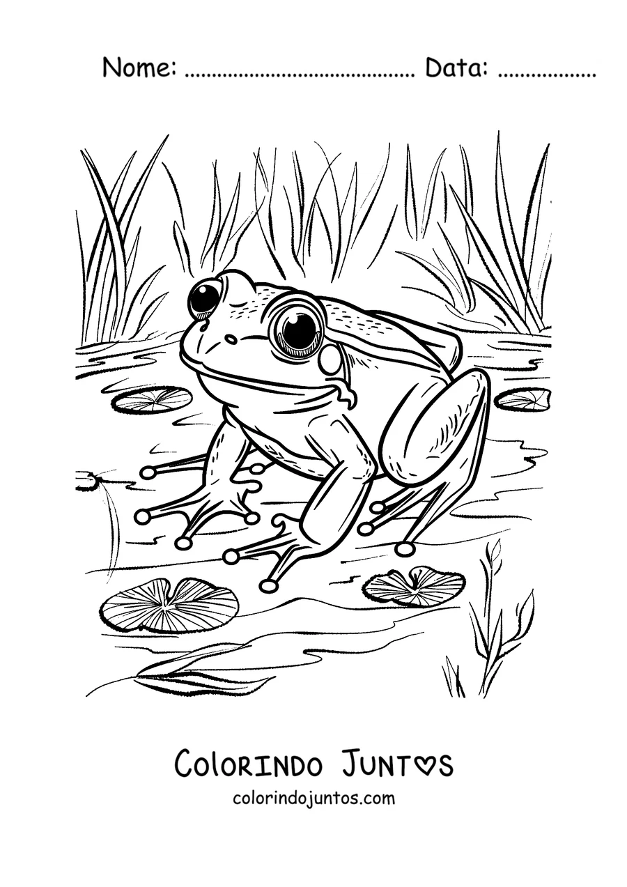 Desenho para colorir de um sapo perto do lago entre as folhas aquáticas
