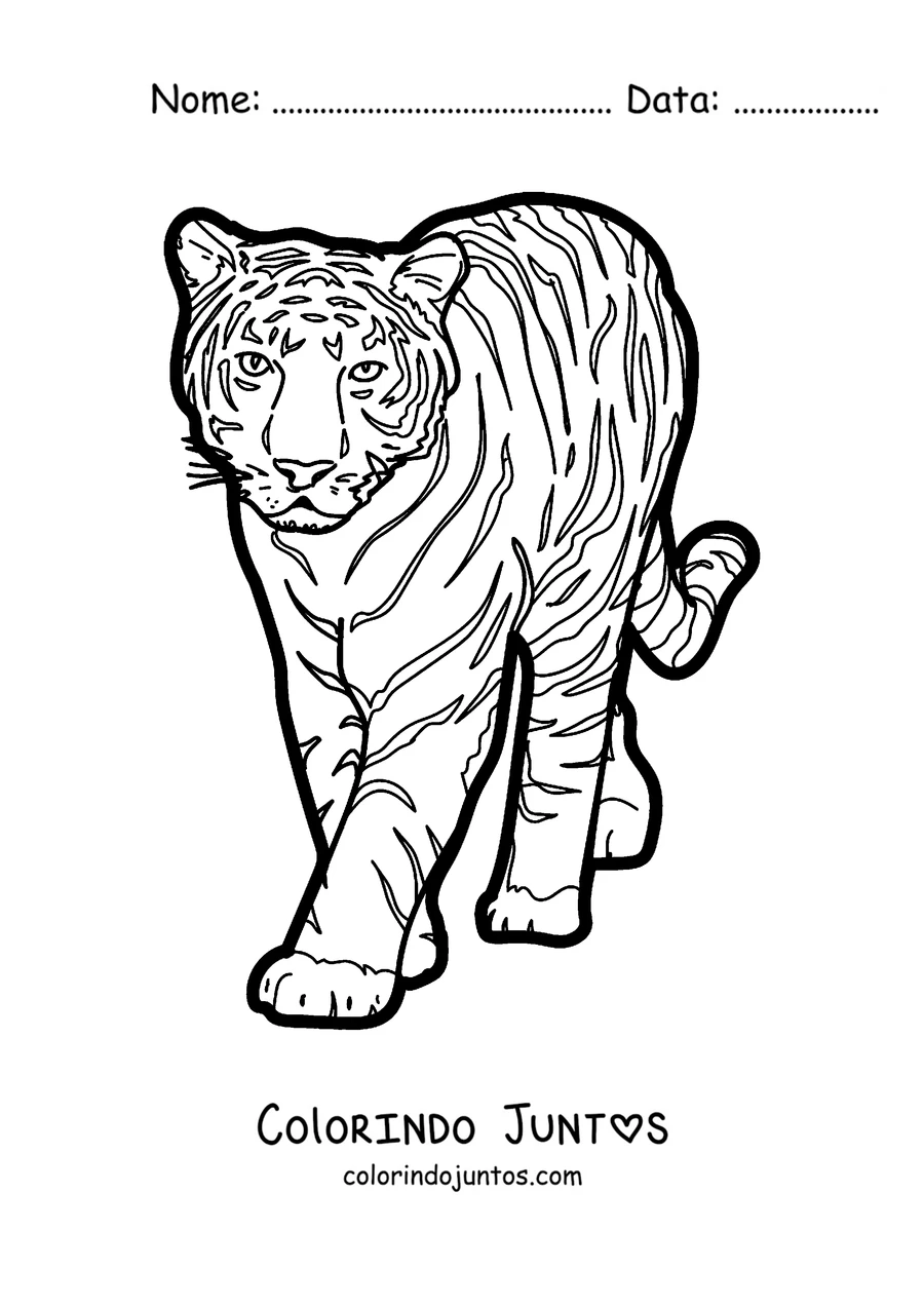 Desenho para colorir de um tigre caminhando de frente