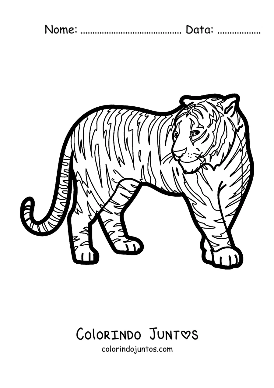 Desenho para colorir de um tigre adulto em pé de perfil