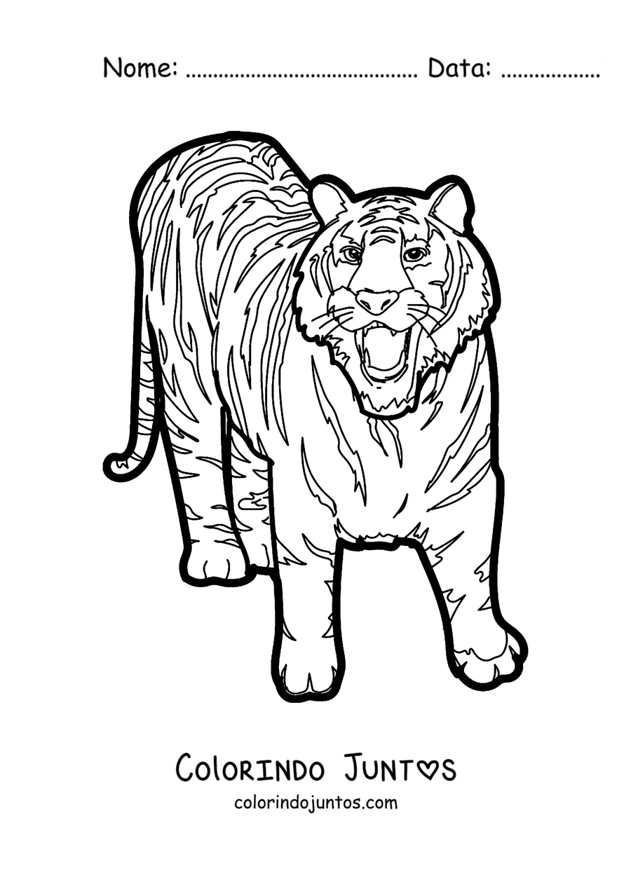 Desenho para colorir de um tigre caminhando e mostrando os dentes